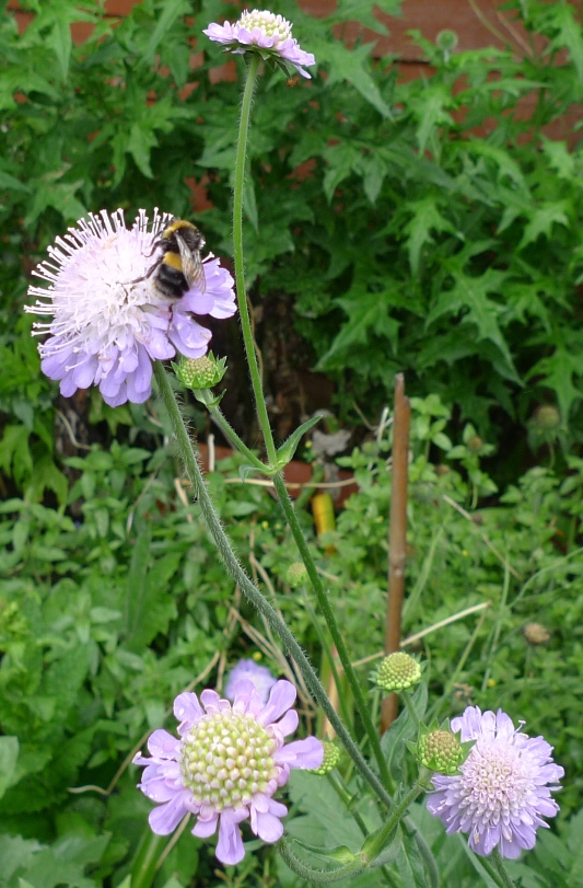 bee on scabious
