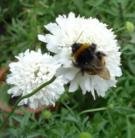 bee on scabious
