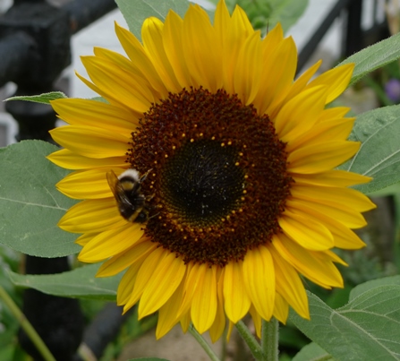 bee on sunflower