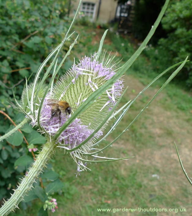 bee on teasel
