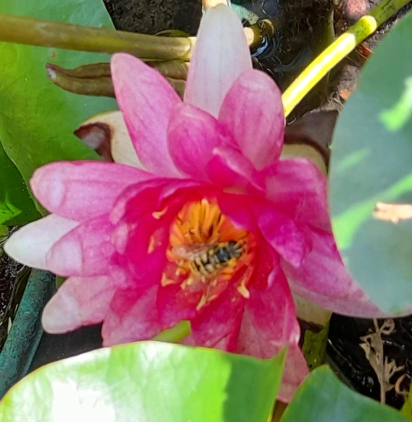 water lily with hoverfly