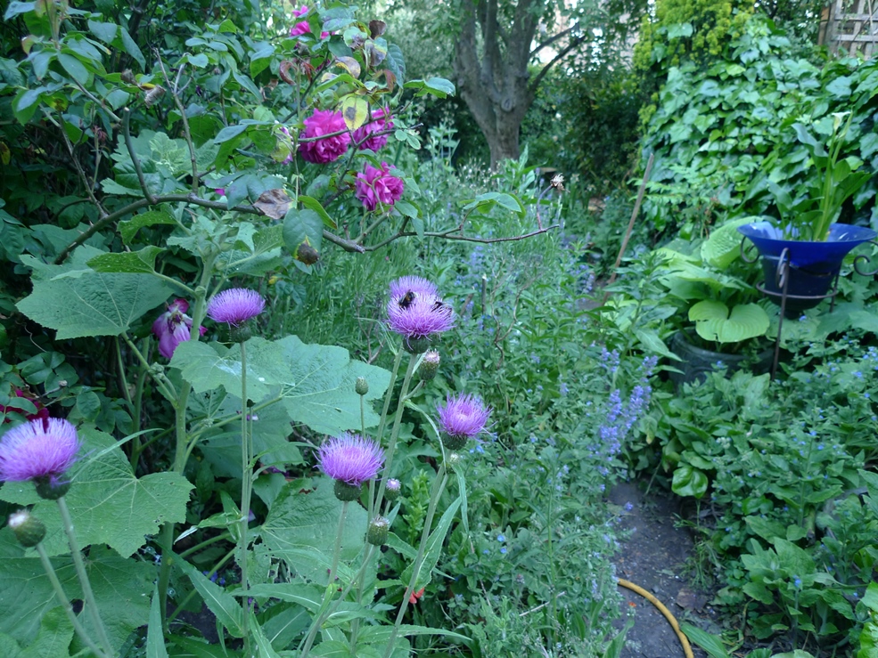 bee on melancholy thistle