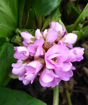 bergenia