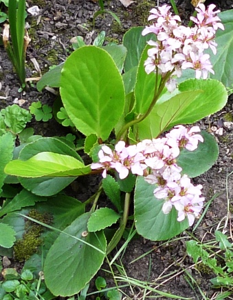bergenia