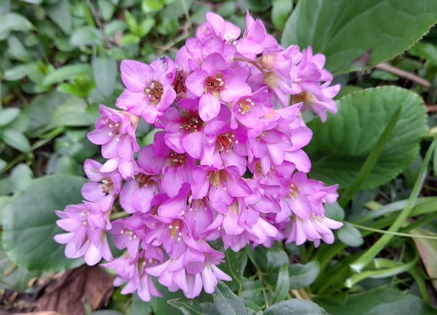 bergenia