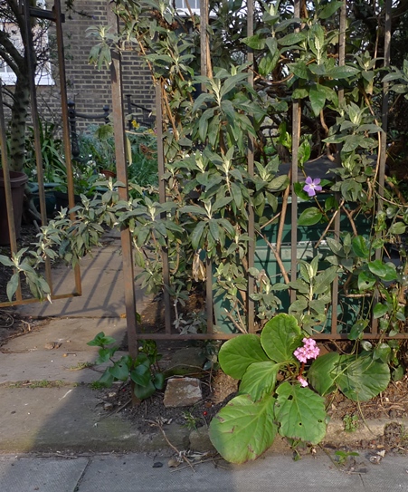 bergenia near pavement