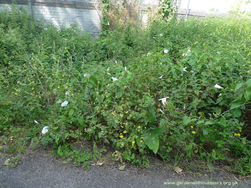 bindweed