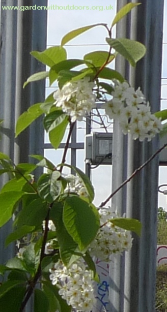 bird cherry