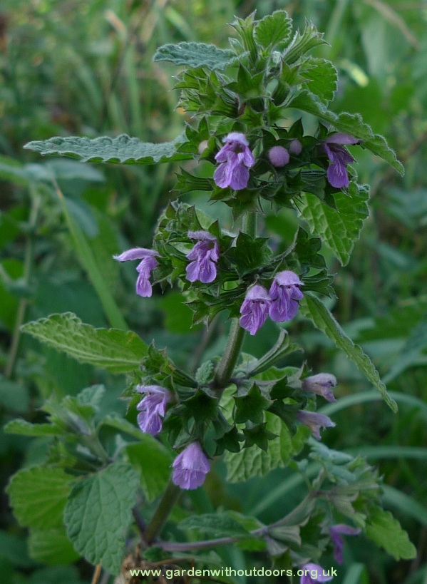 black horehound