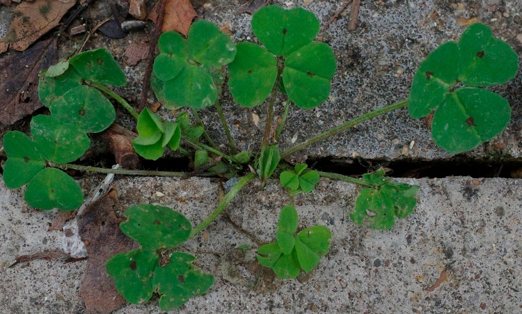black medick