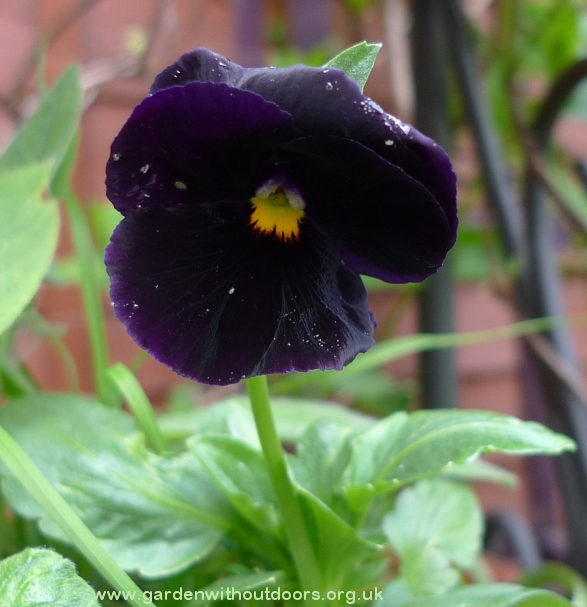 viola Black Star