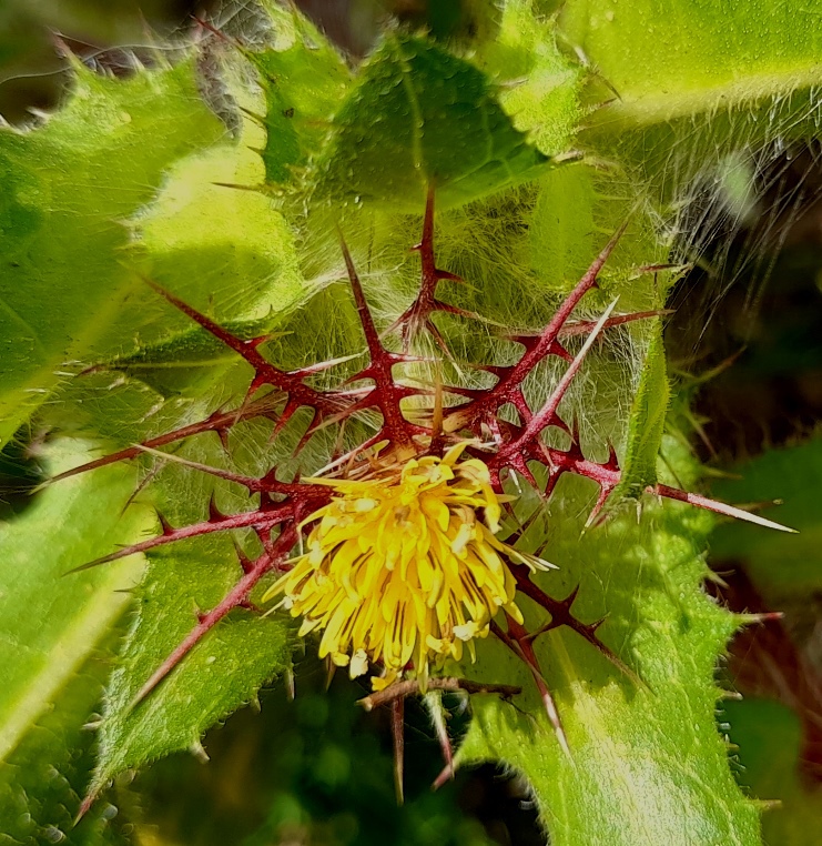 blessed thistle Centaurea benedicta