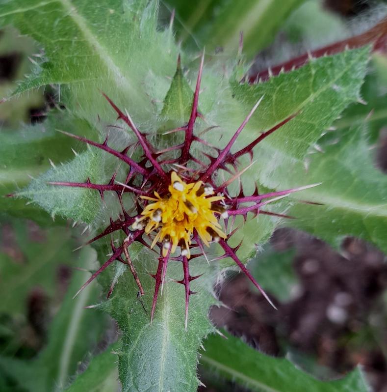 blessed thistle Centaurea benedicta