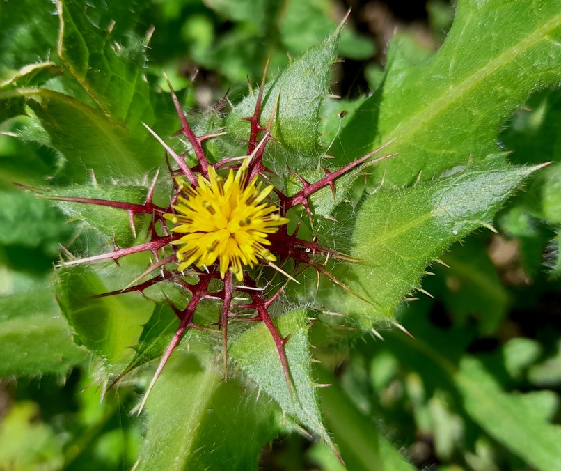 blessed thistle Centaurea benedicta