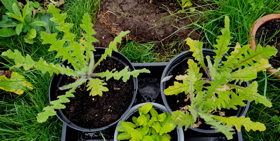 blessed thistle small plant