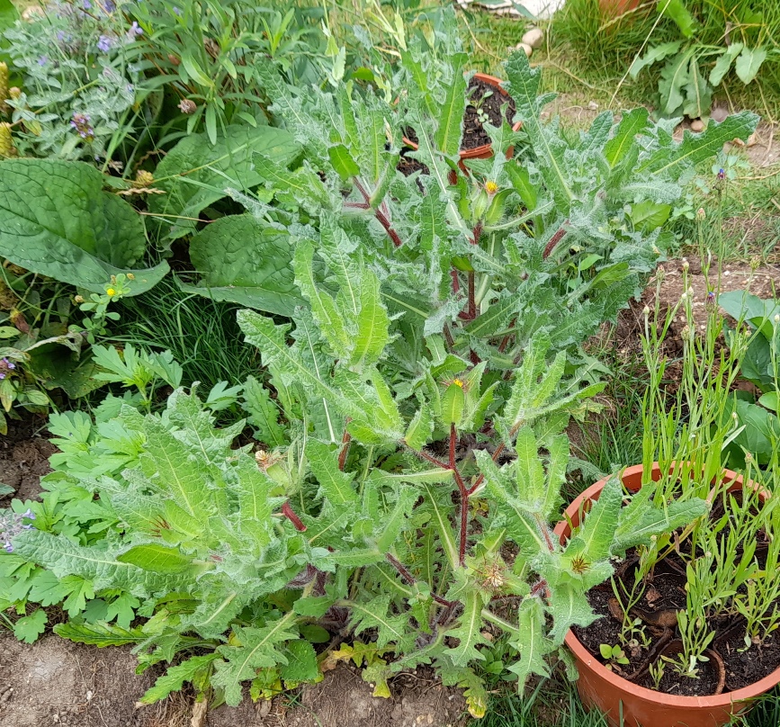 blessed thistle centaurea benedicta