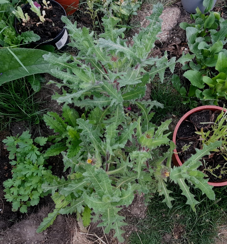 blessed thistle Centaurea benedicta
