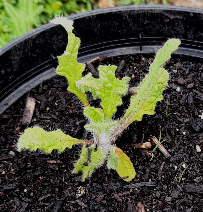 blessed thistle seedling