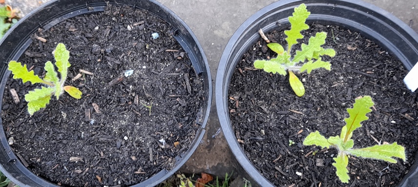 blessed thistle seedlings Centaurea benedicta
