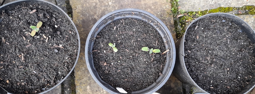 blessed thistle seedlings