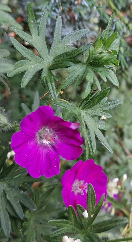 bloody cranesbill