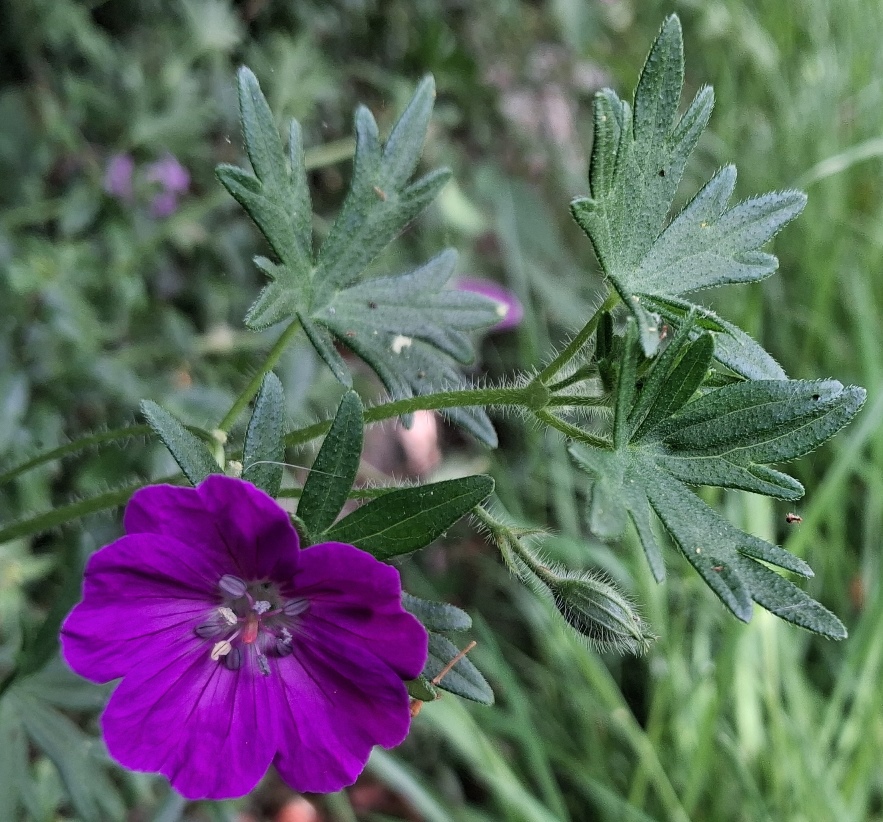 bloody cranesbill