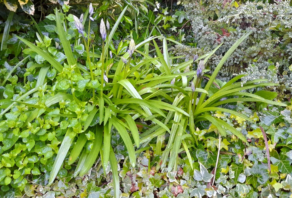 campanula, bluebells