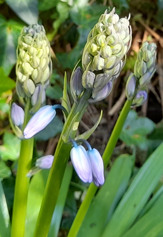 bluebells