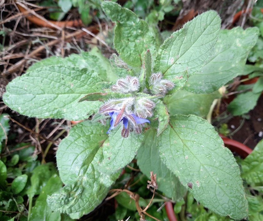 borage