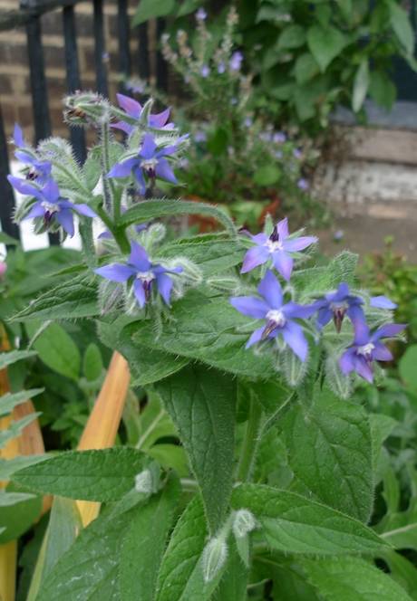 borage