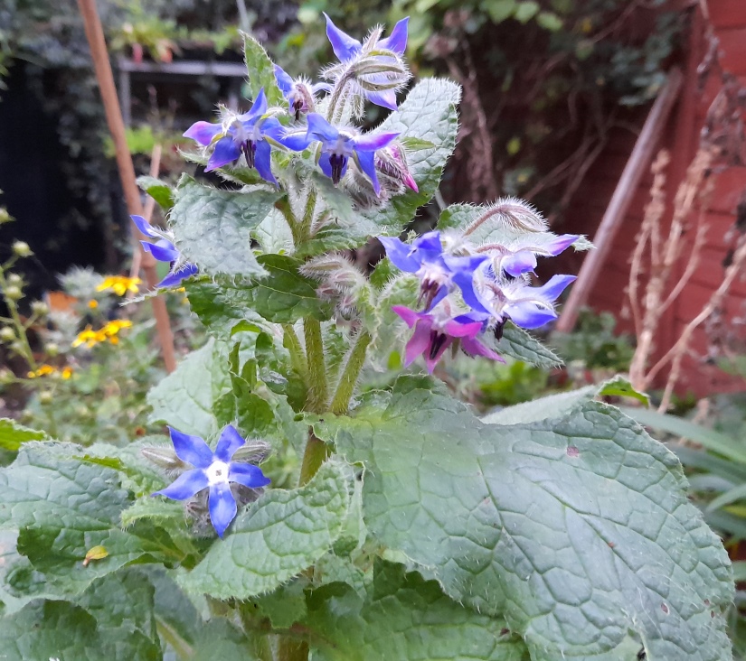 borage