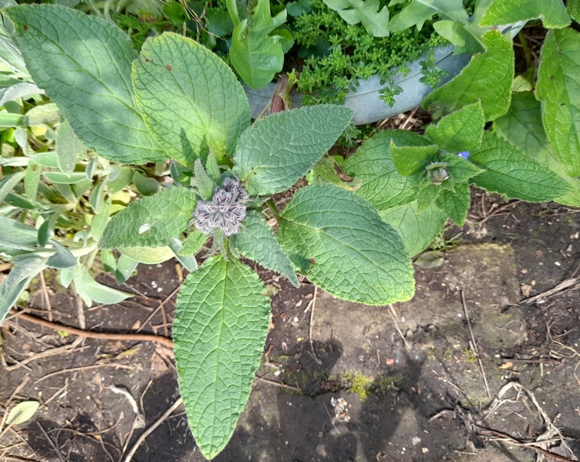 borage (Borago officinalis)
