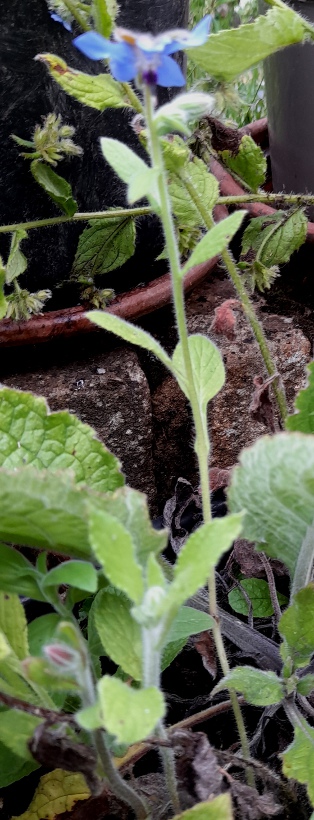 borage