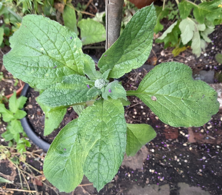 borage Borago officinalis