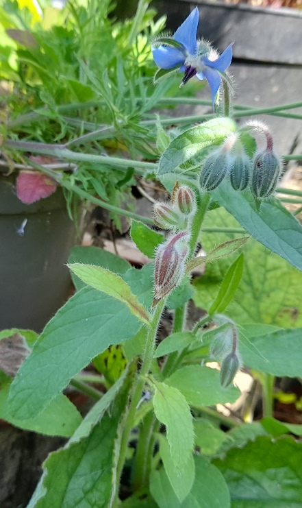 borage