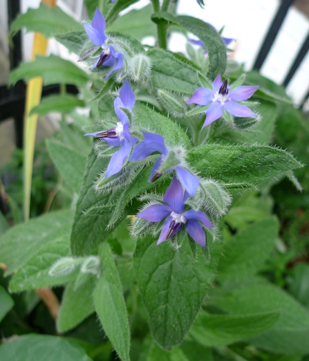 borage
