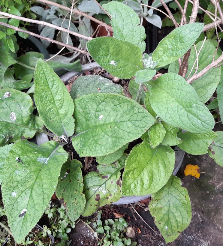 borage green alkanet