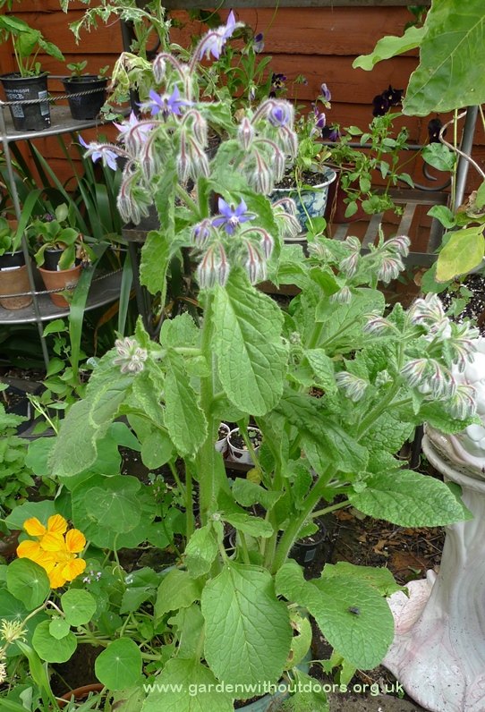 borage