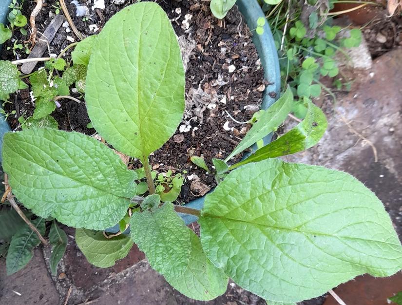 borage seedling
