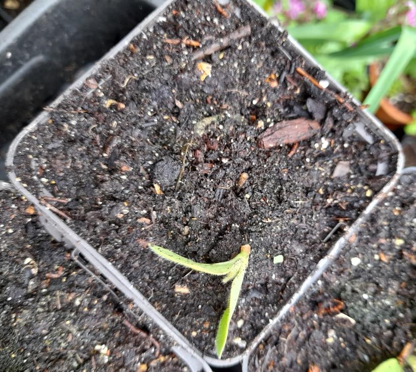 borage seedling damaged