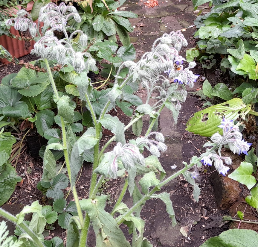borage with bee