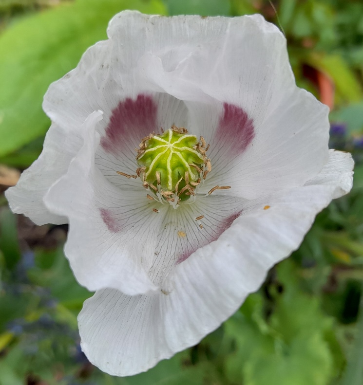 bread-seed poppy