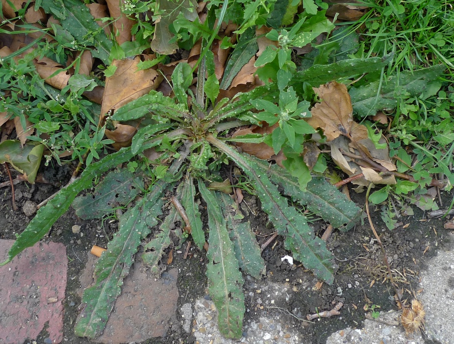 bristly ox-tongue rosette