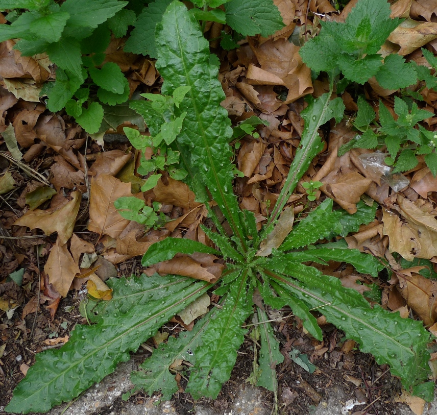 bristly ox-tongue rosette