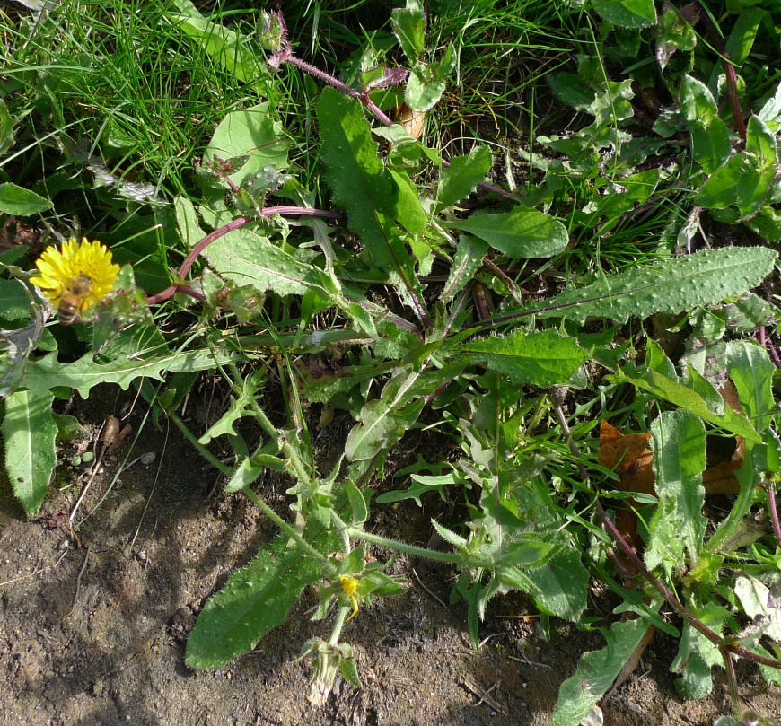 bristly ox-tongue flower with bee