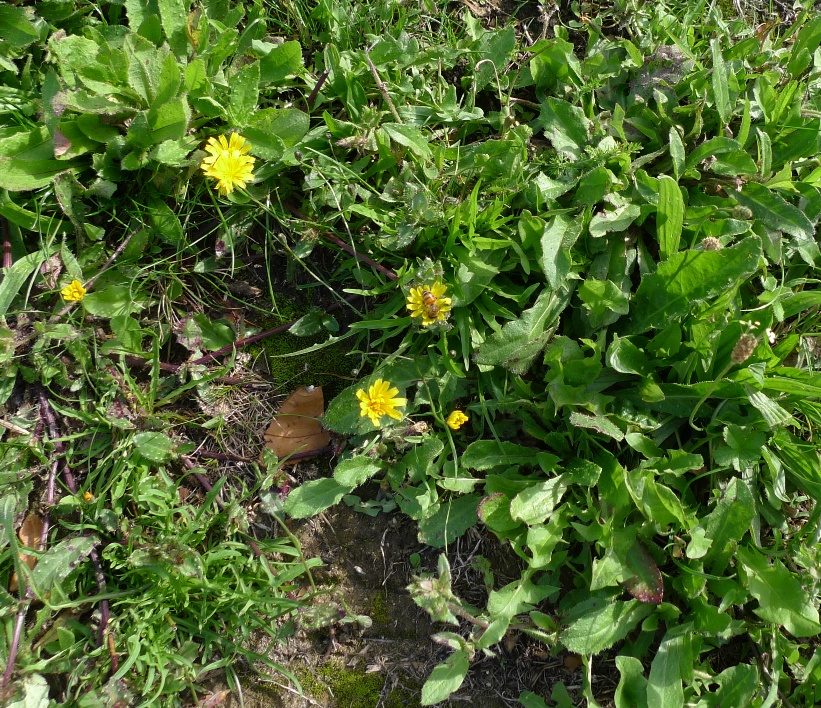 bristly ox-tongue flowers with bee