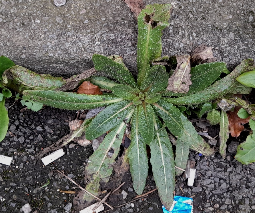bristly oxtongue Helminthotheca echioides