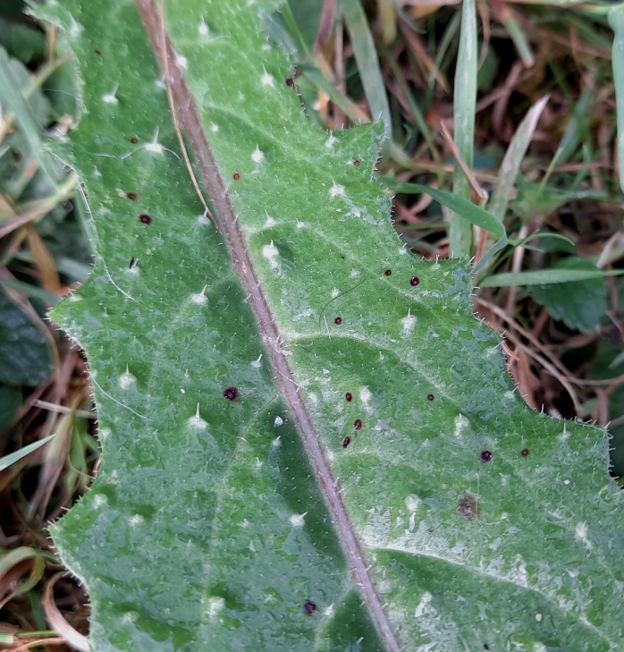 bristly oxtongue leaf