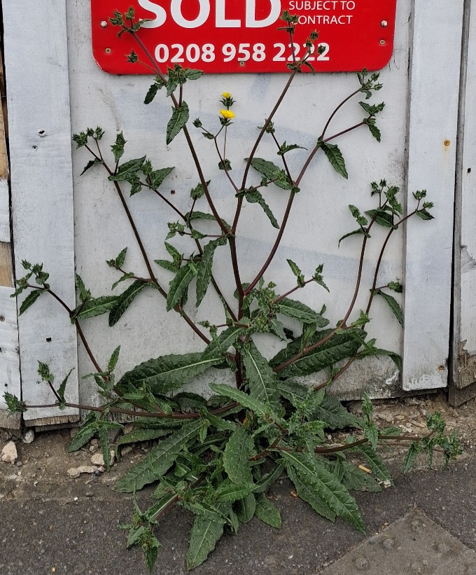 Helminthotheca echioides bristly oxtongue
