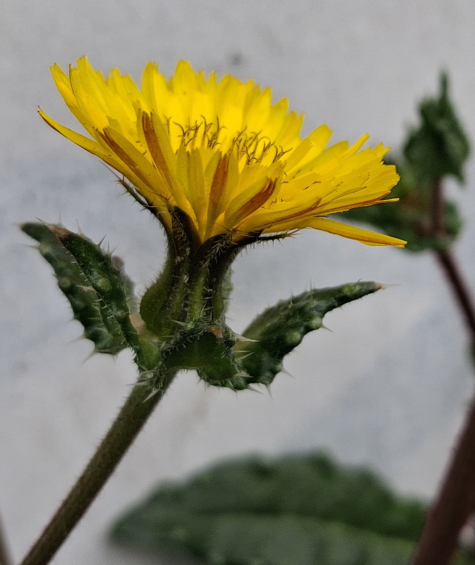 bristly oxtongue Helminthotheca echioides